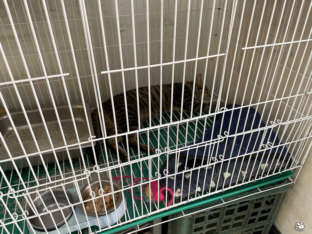 台南新營午餐晚餐阿倫鵝肉聚餐推薦價錢菜單外帶內用白飯吃到飽貓與蟲的遊記生活-3