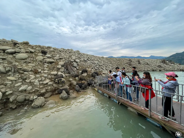 貓與蟲2023｜曾文水庫觀光遊艇登山豬島、秘境峽谷、釣魚平台餵老鷹 2小時航程！三、四月來玩剛好有小豬豬可看！飛鷹峽谷是限定景點！台南旅遊親子半日遊推薦！住宿、露營都能玩！潮Way台南最有台南味